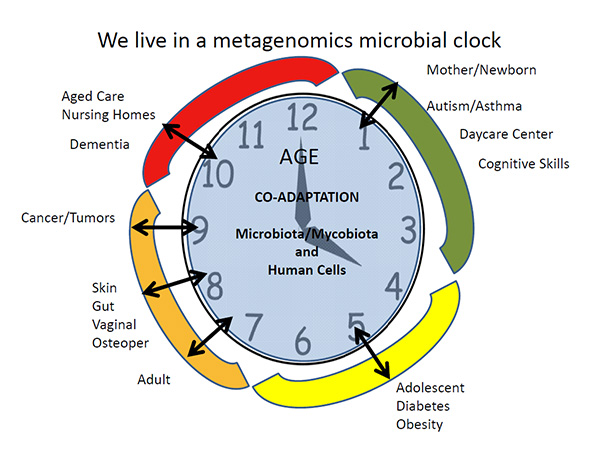 The microbial clock with different phases of human development and the related metagenomics.
